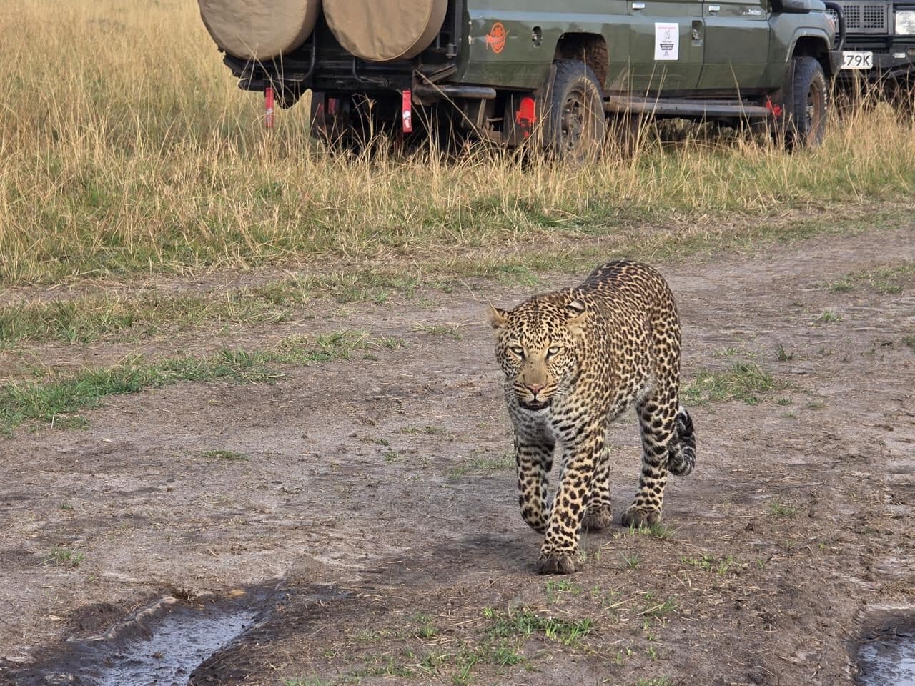 Leopard walking across open ground near a safari vehicle