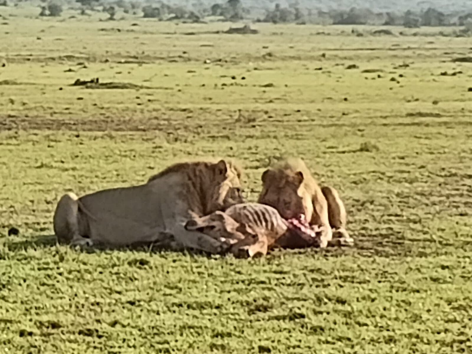 Two lions resting beside their prey on open grassland