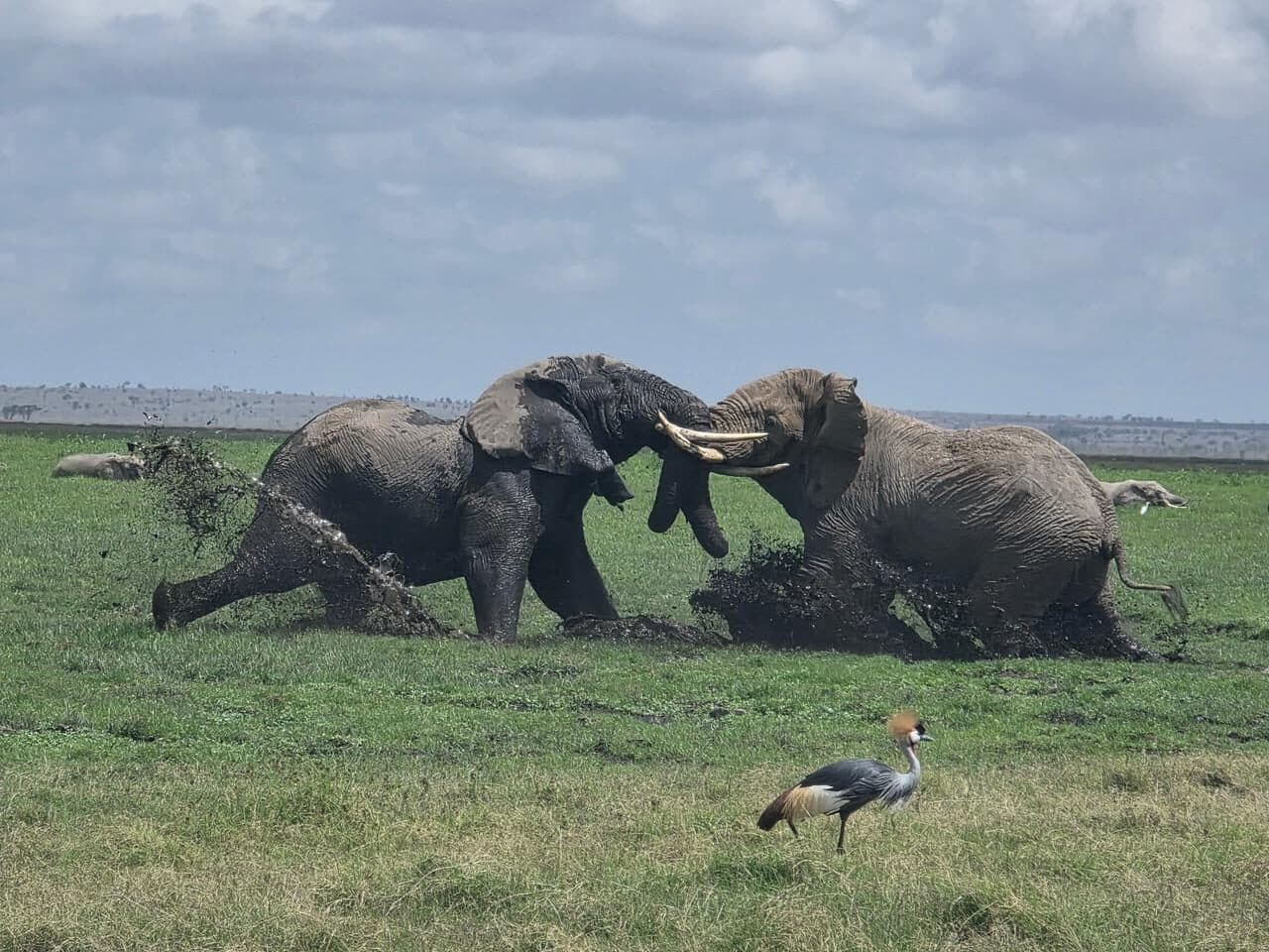 Two African buffaloes sparring on green grass