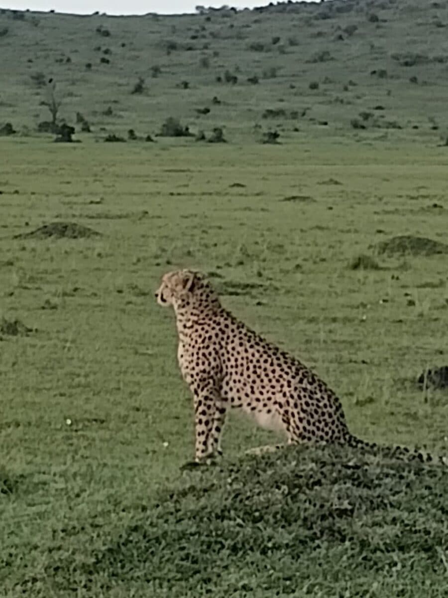 Cheetah standing alert on open grassland