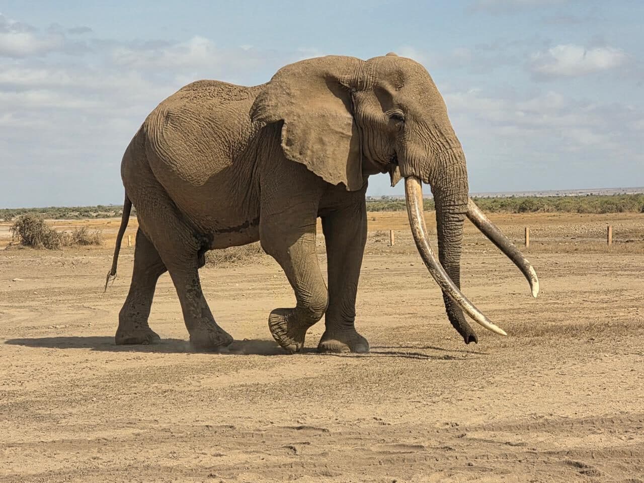 African elephant walking across dry savanna