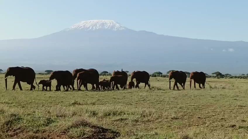 Elephant herd crossing open plains with a mountain beyond