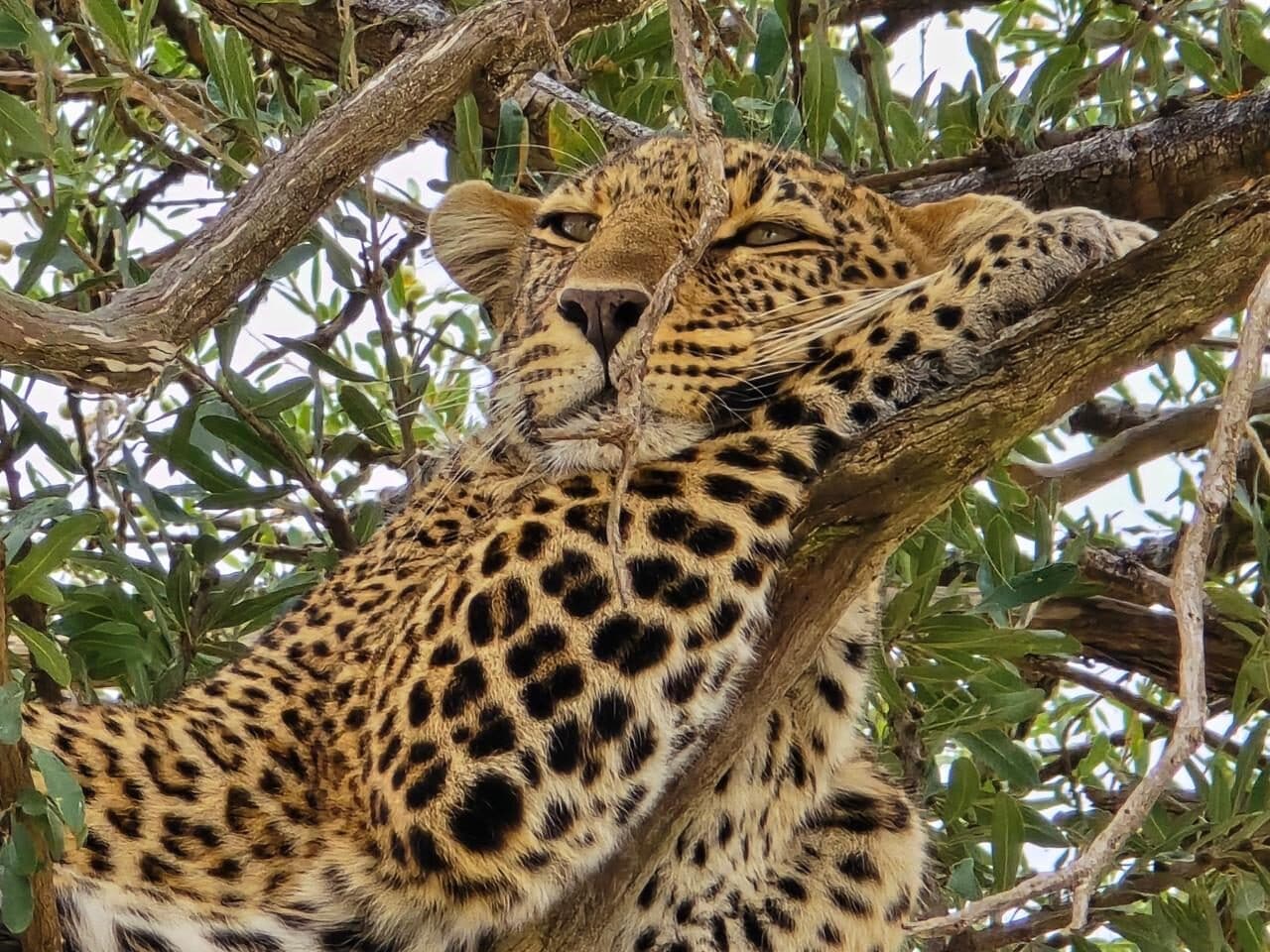 Leopard resting among leafy tree branches
