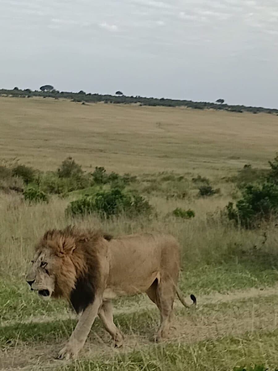 Lion walking through open grassland