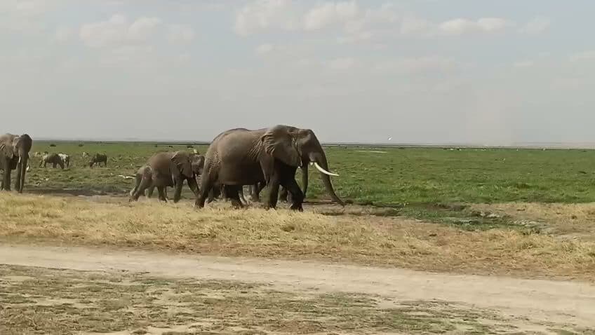 Elephants crossing a pale track on open plains