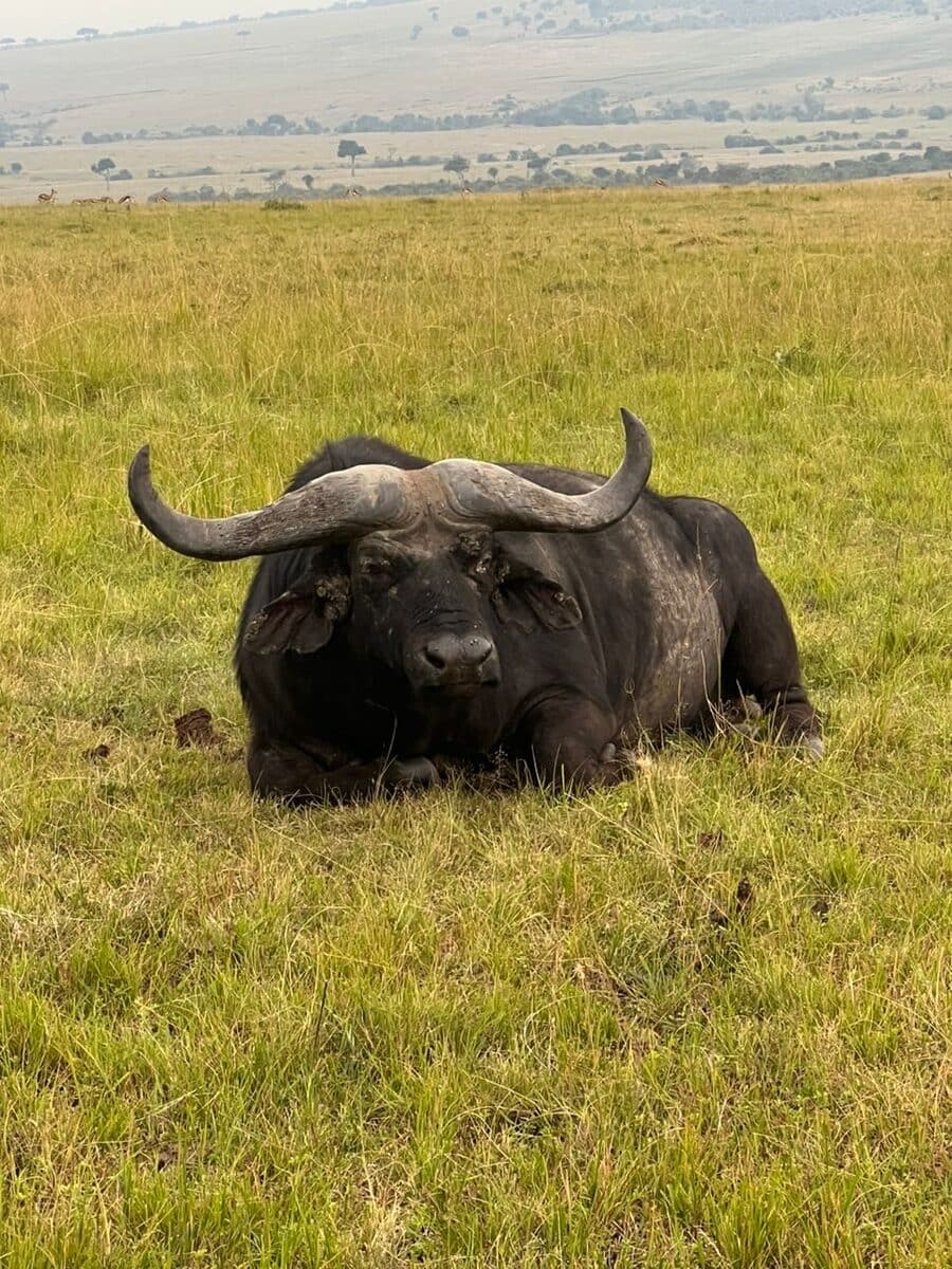 African buffalo resting in green grass