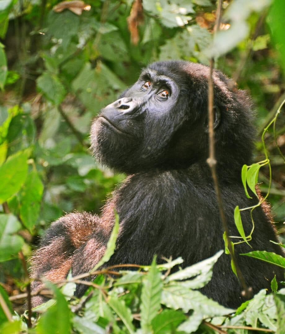 Chimpanzee seated among leafy branches