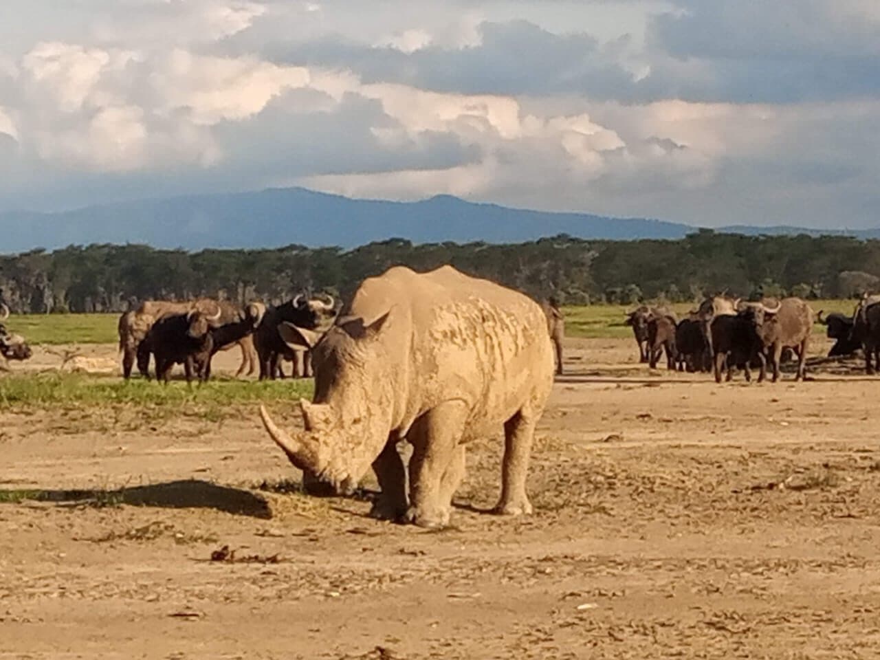 White rhinoceros with wildlife on open grassland