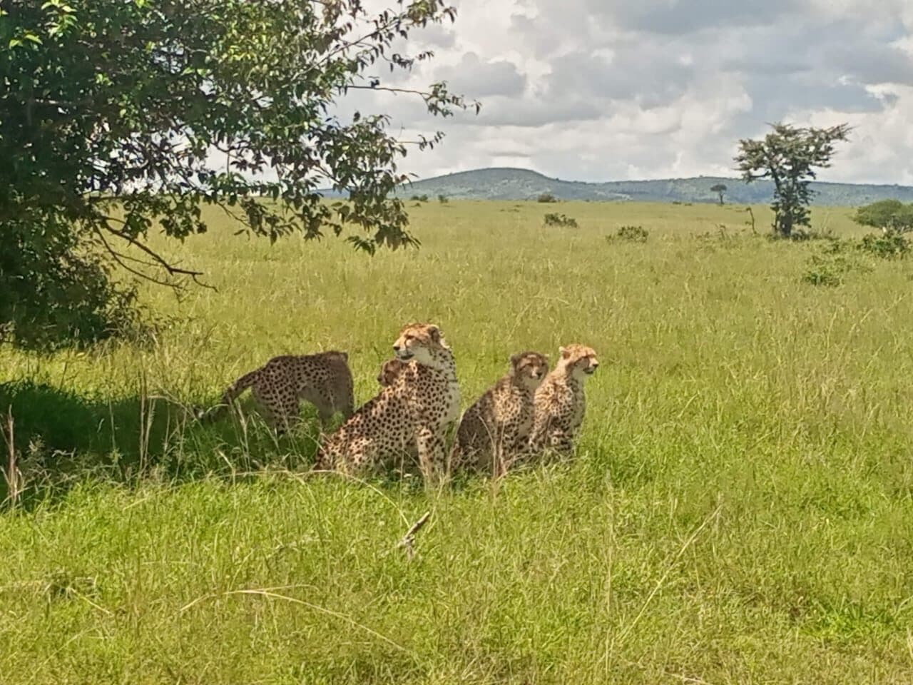 Three cheetahs sitting together in green grass