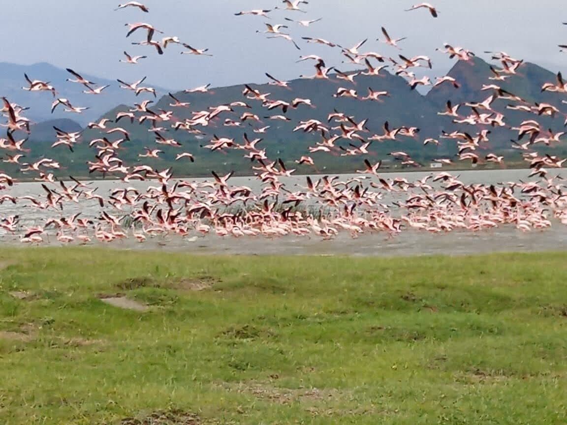 Flamingos flying above a shallow lake