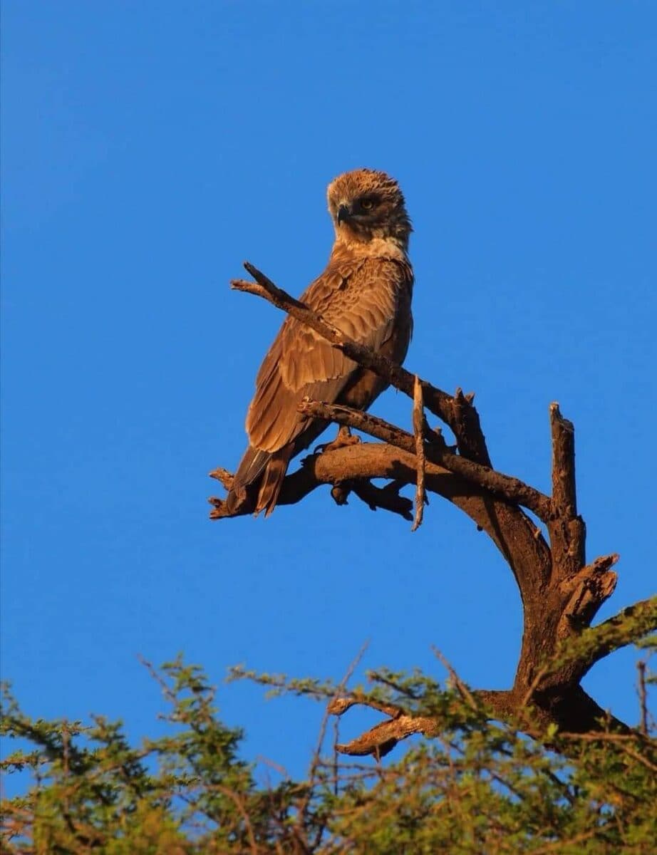 Raptor perched at the top of a bare branch