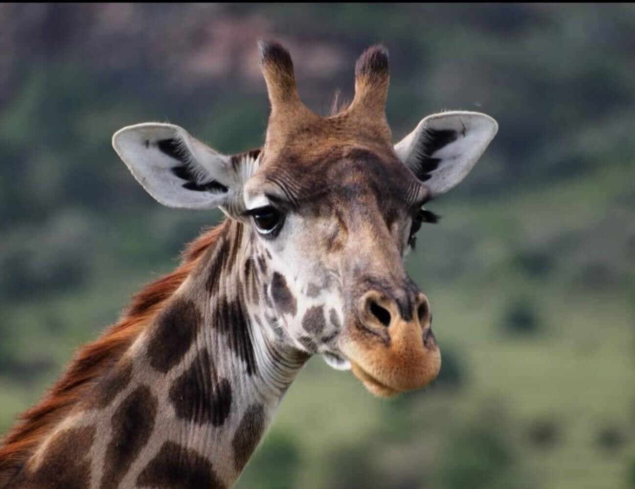 Giraffe looking forward across open woodland