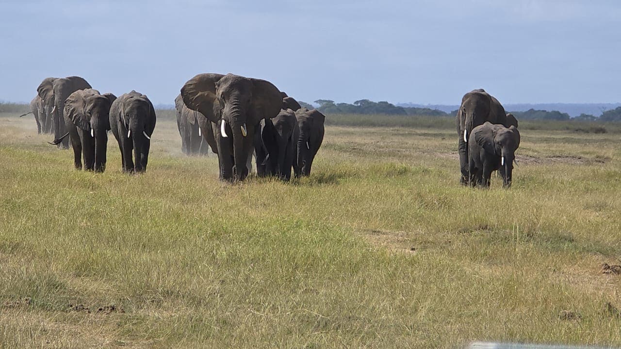 Herd of African elephants crossing open grassland