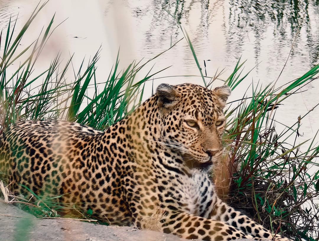 Leopard resting beside tall reeds