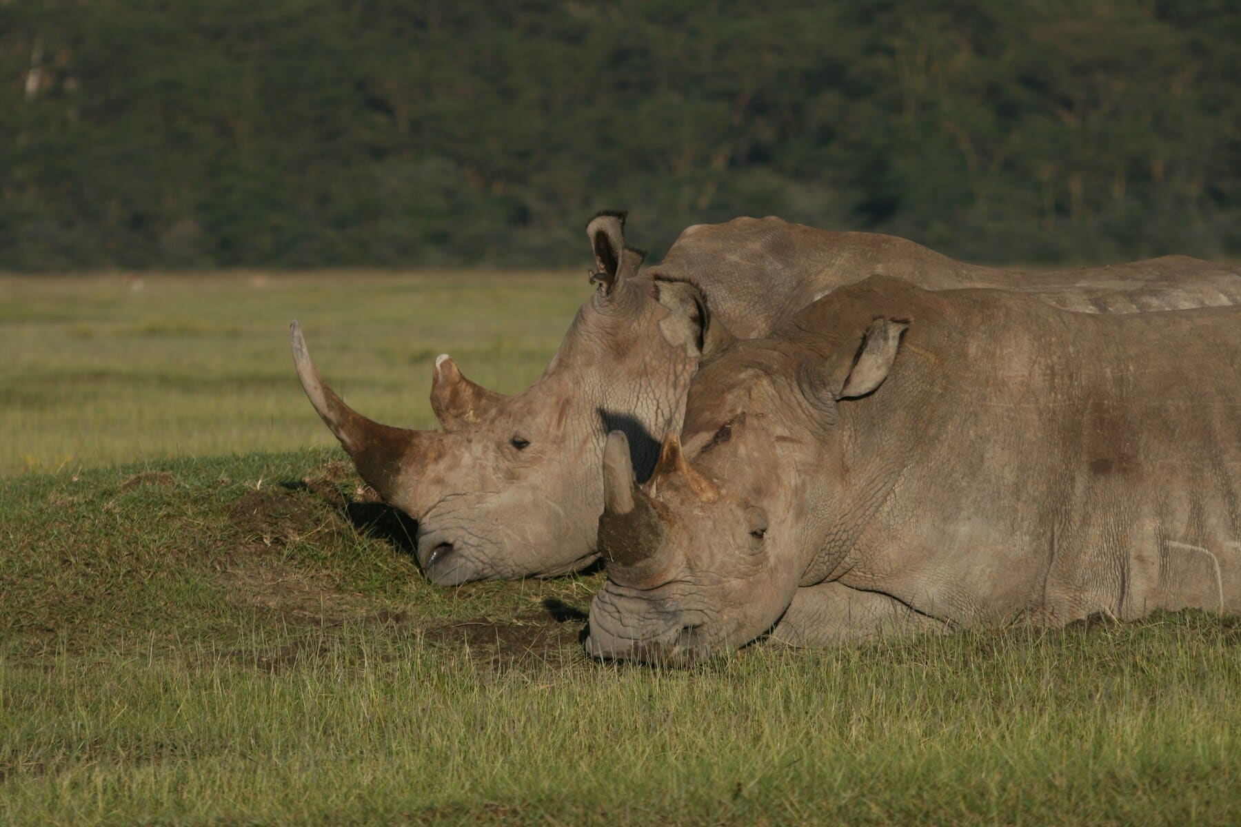 Three white rhinoceroses resting on grass