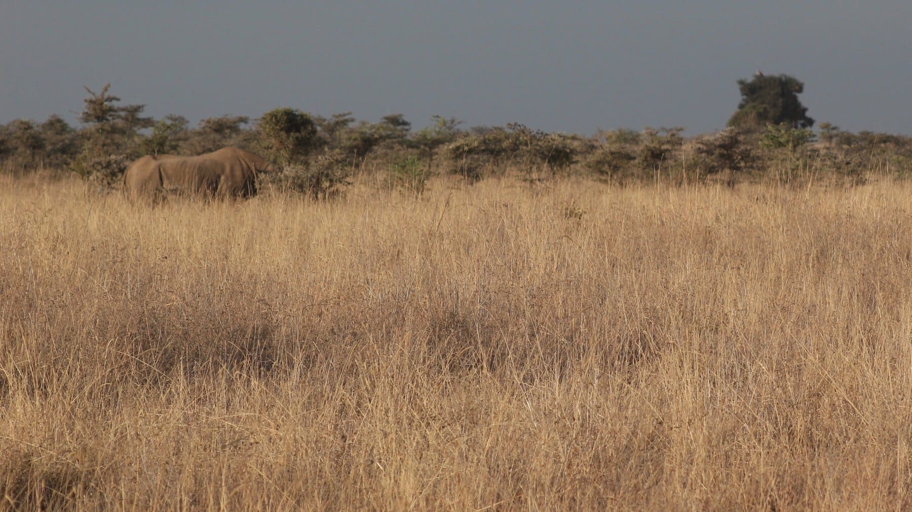 Black rhinoceros moving through tall dry grass