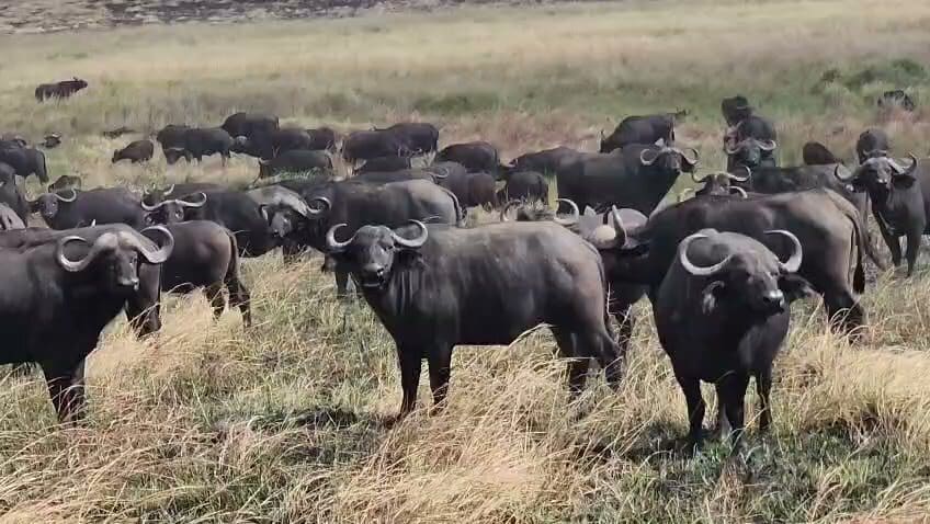 African buffalo herd standing in dry grass