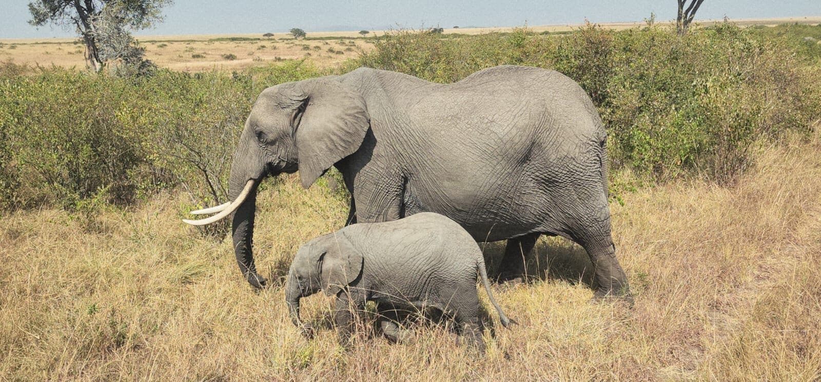 Adult elephant walking through grass beside a young calf