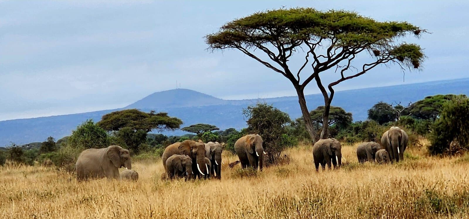 Elephant herd beneath an acacia tree with a mountain beyond