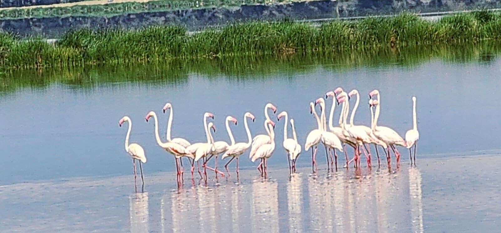 Flamingos standing in shallow water