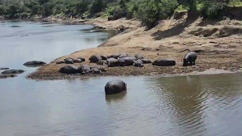 Hippopotamuses gathered in and beside a river