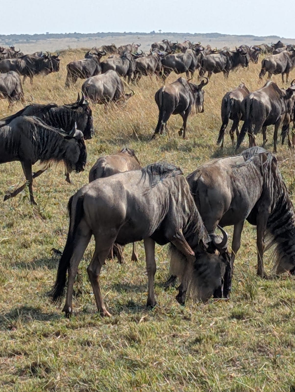 Wildebeest herd gathered on grassland