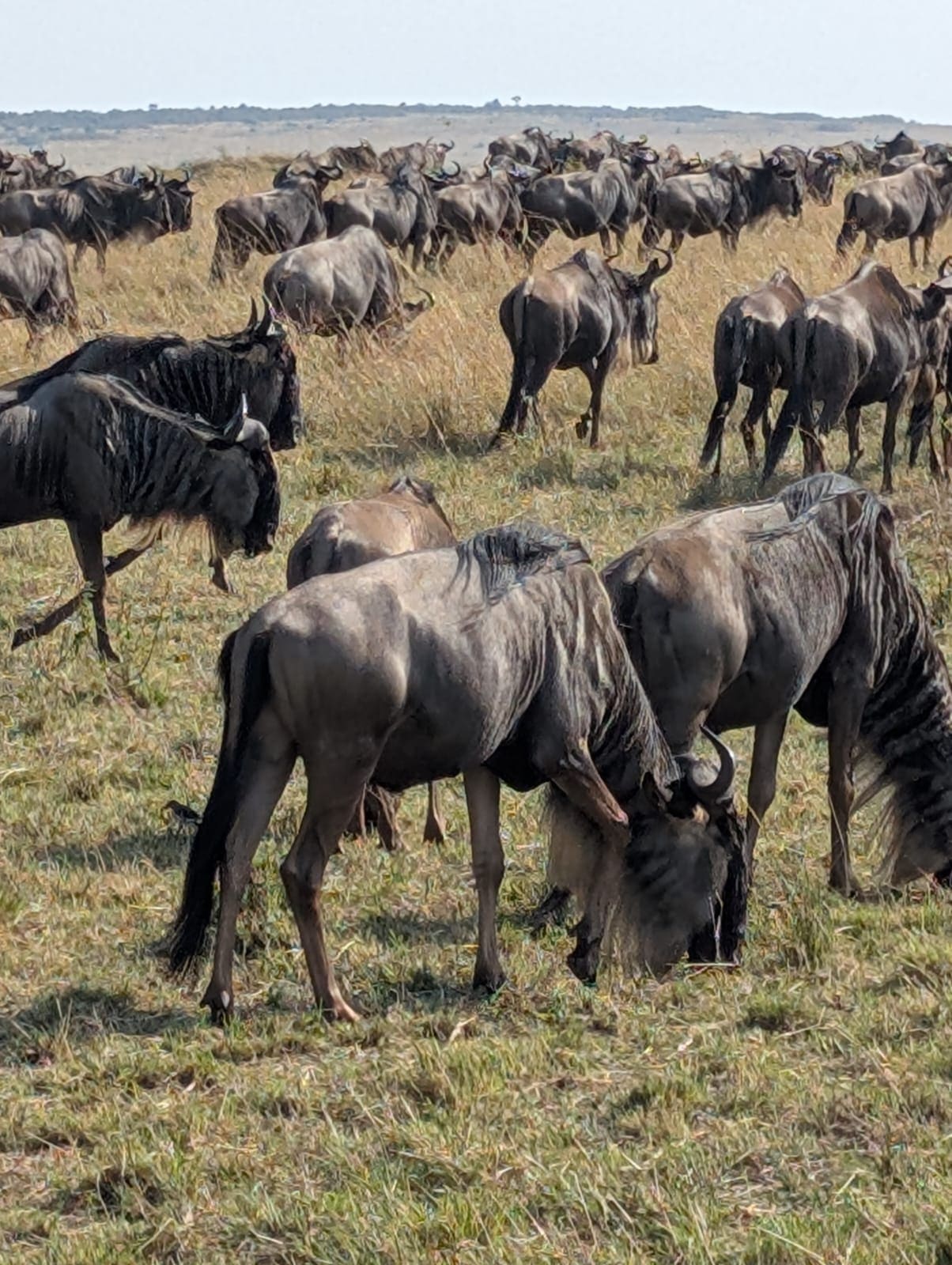 Wildebeest herd gathered on grassland