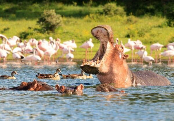 6 DAYS KENYA BUDGET MAASAI MARA–LAKE NAKURU–AMBOSELI CAMPING SAFARI
