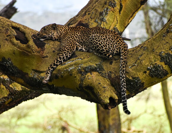 4 DAYS KENYA MAASAI MARA,LAKE NAKURU LODGE SAFARI