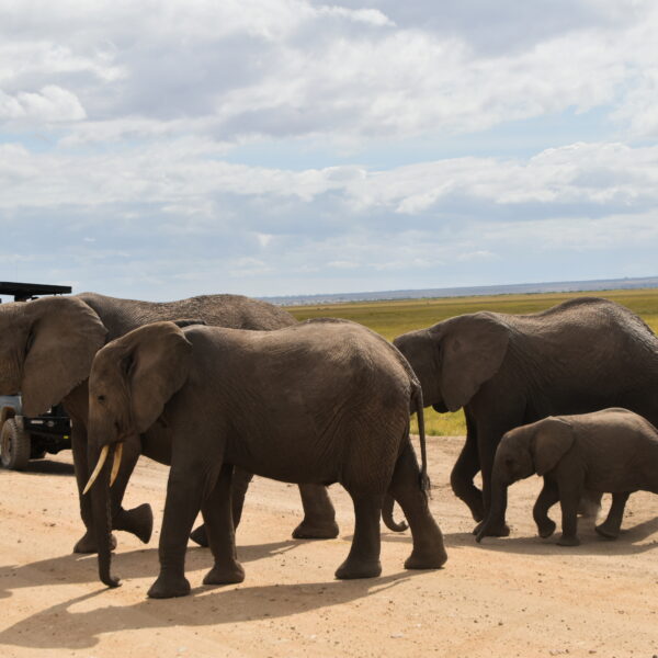 4 DAYS BUDGET CAMPING MAASAI MARA-LAKE NAKURU SAFARIS