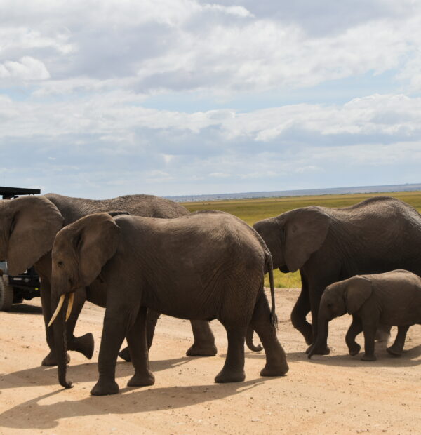 4 DAYS BUDGET CAMPING MAASAI MARA-LAKE NAKURU SAFARIS
