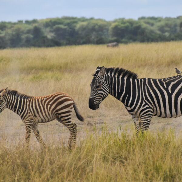 8 DAYS KENYA BUDGET MAASAI MARA,LAKE NAIVASHA,LAKE NAKURU,AMBOSELI,TSAVO EAST SAFARIS