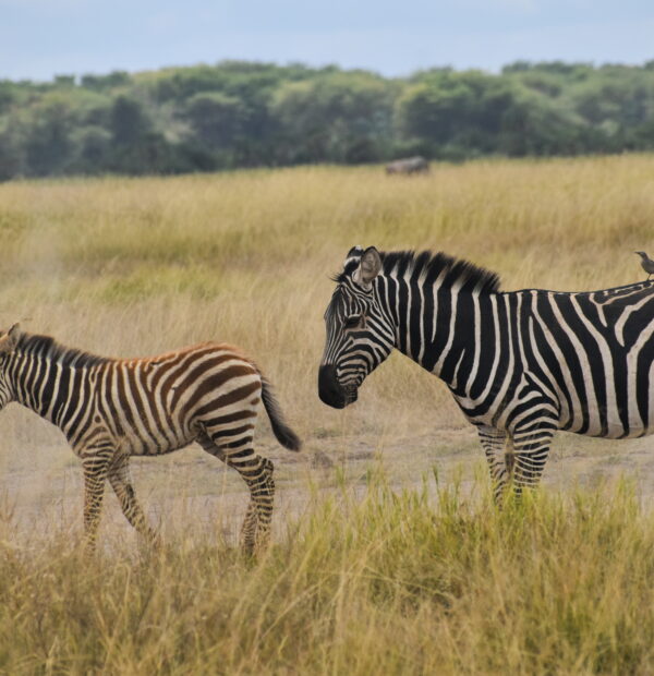 8 DAYS KENYA BUDGET MAASAI MARA,LAKE NAIVASHA,LAKE NAKURU,AMBOSELI,TSAVO EAST SAFARIS