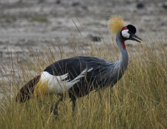 6 DAYS KENYA LODGES OLPEJETA-LAKE NAKURU-LAKE NAIVASHA-MAASAI MARA SAFARIS