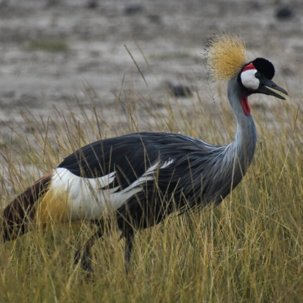 6 DAYS KENYA LODGES OLPEJETA-LAKE NAKURU-LAKE NAIVASHA-MAASAI MARA SAFARIS