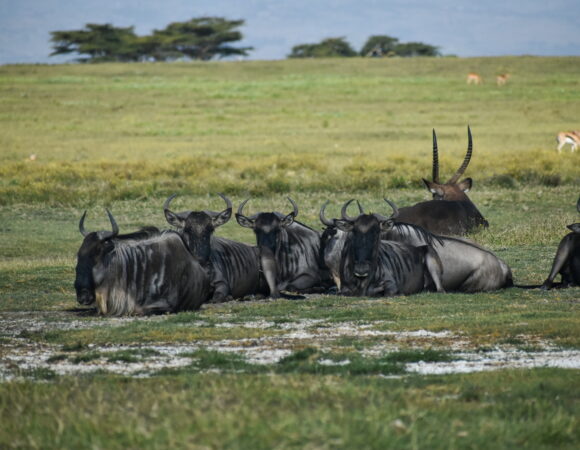 5 DAYS KENYA MAASAI MARA,LAKE NAKURU,LAKE NAIVASHA LODGE SAFARI
