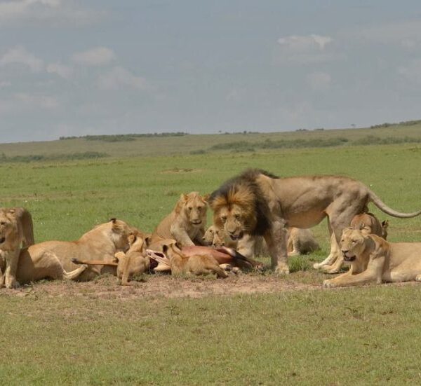 03 DAYS TANZANIA LODGE SAFARI.