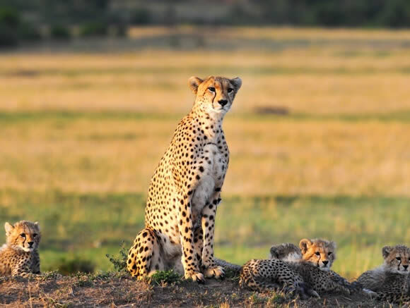 06 DAYS CAMPING SAFARI TARANGIRE,LAKE MANYARA, SERENGETI,NGORONGORO