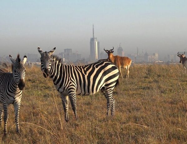 6 DAYS EXCITING TARANGIRE ,LAKE MANYARA,SERENGETI,NGORONGORO LODGE SAFARI