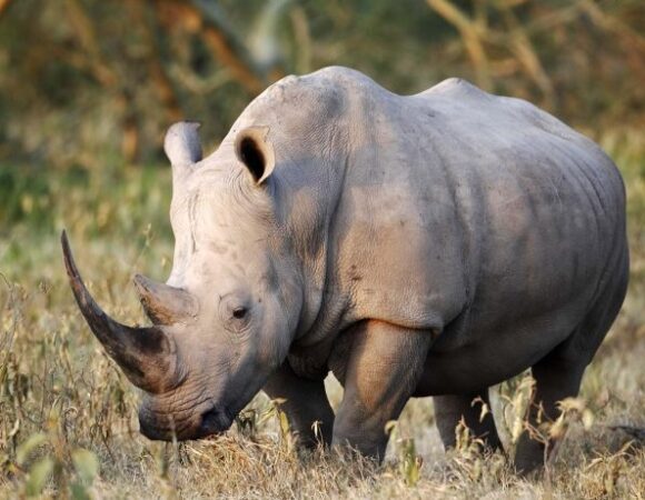 02 DAYS TANZANIA BUDGET MANYARA,NGORONGORO CAMPING SAFARI