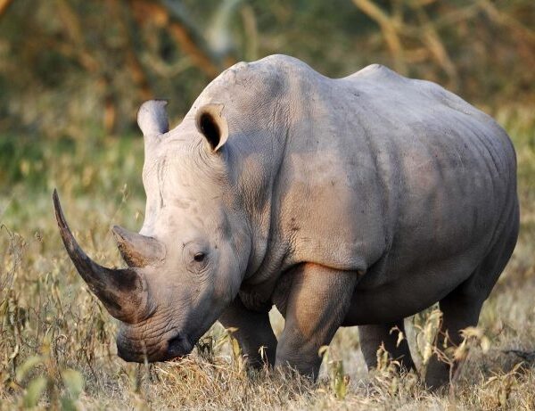 02 DAYS TANZANIA BUDGET MANYARA,NGORONGORO CAMPING SAFARI