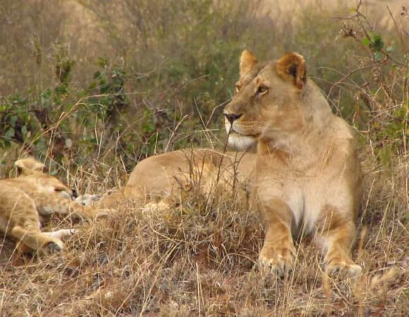 03 DAYS KENYA BUDGET MAASAI MARA CAMPING SAFARI