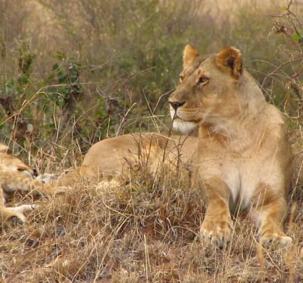 03 DAYS KENYA BUDGET MAASAI MARA CAMPING SAFARI