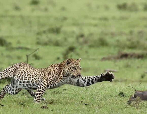 3 DAYS KENYA BUDGET SAFARI AMBOSELI