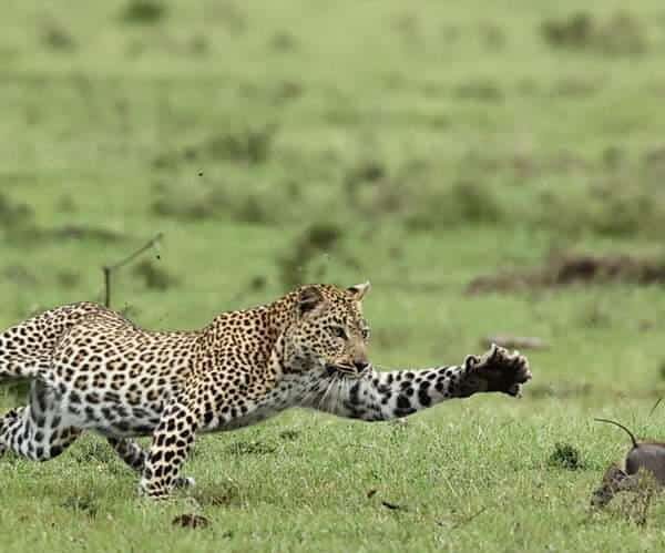 3 DAYS KENYA BUDGET SAFARI AMBOSELI