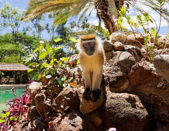 3 DAYS KENYA LODGE AMBOSELI SAFARI