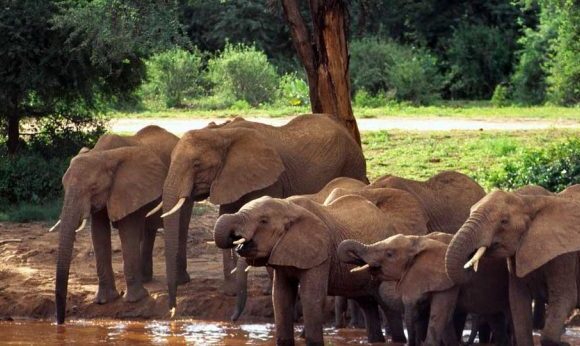 7 DAYS LAKE MANYARA-SERENGETI-NGORONGORO CRATER LUXURY ENCOUNTER IN TANZANIA.