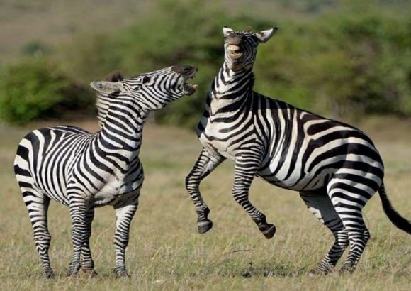 6 DAYS PRIVATE LAKE MANYARA-SERENGETI-NGORONGORO LUXURY SAFARI