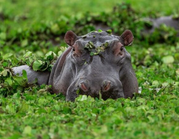 04 DAYS BUDGET CAMPING MAASAI MARA-LAKE NAKURU SAFARIS