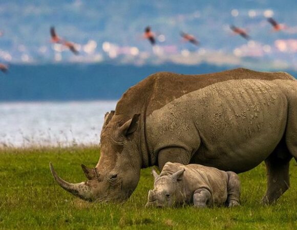 06 DAYS PRIVATE LAKE MANYARA-SERENGETI-NGORONGORO LUXURY SAFARI